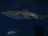 Sea_World_04.JPG (27259 bytes)