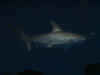 Sea_World_05.JPG (24863 bytes)