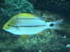 Sea_World_06.JPG (43308 bytes)
