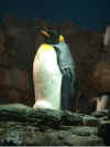 Sea_World_09.JPG (39843 bytes)